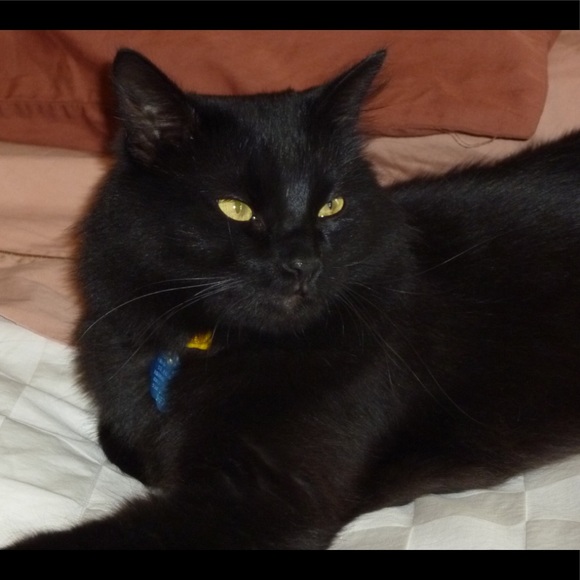 Meet your Posher, Dahnya - Picture 2 of 6